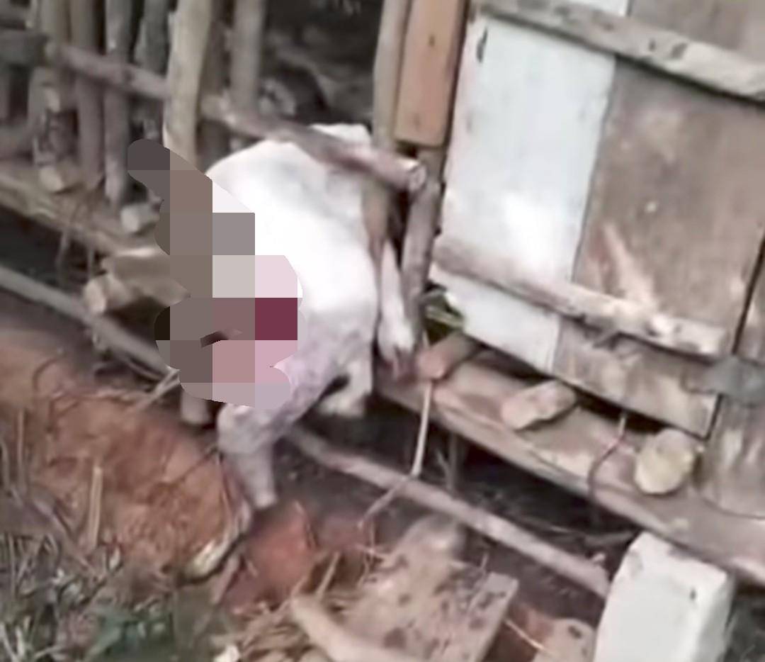 Hewan ternak warga Desa Beringin, Kecamatan Lubai yang mati dimangsa beruang madu. (Dok. Potongan video)