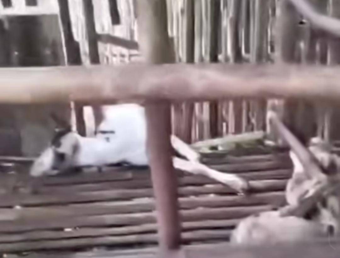 Hewan ternak warga Desa Beringin, Kecamatan Lubai yang mati dimangsa beruang madu. (Dok. Potongan video)