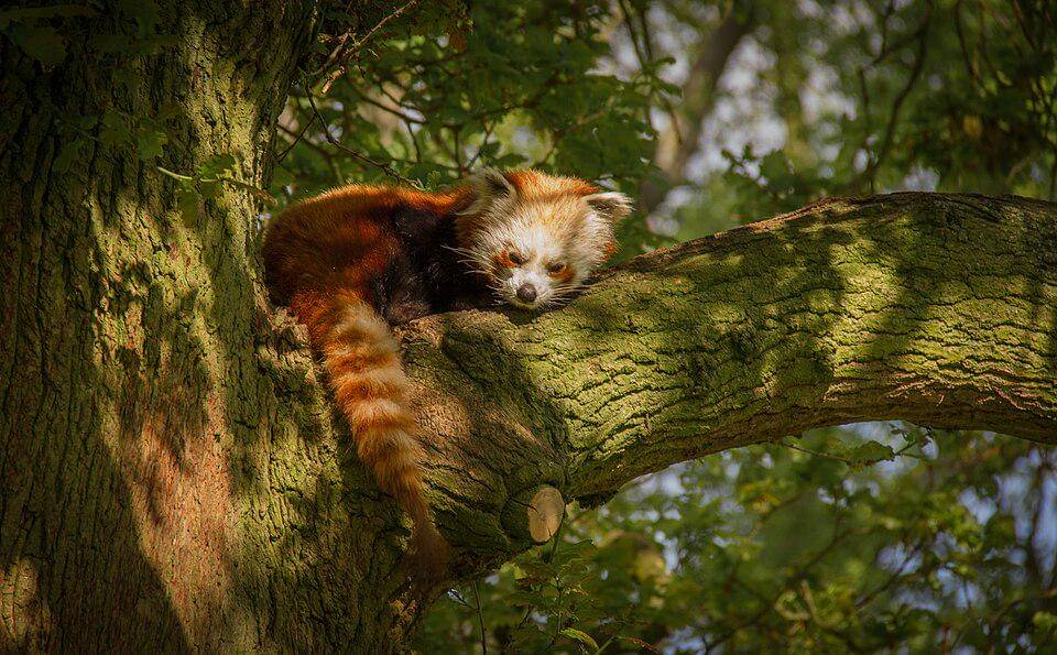 panda merah imut yang tinggal di Whipsnade Zoo