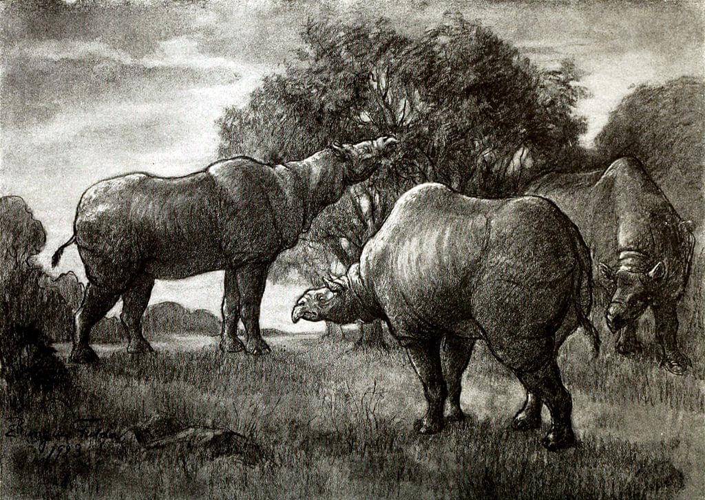 ilustrasi paraceratherium