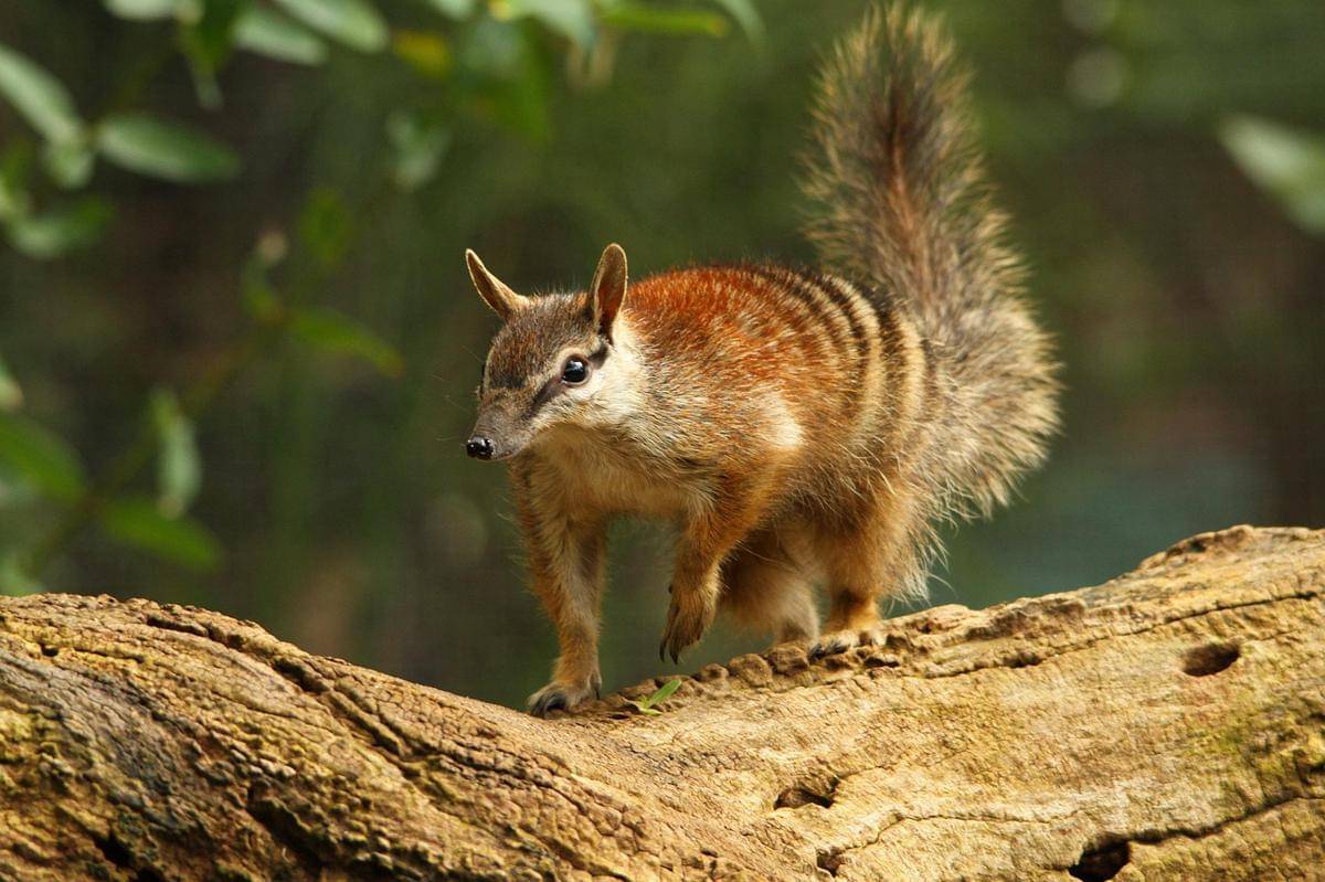 ilustrasi numbat