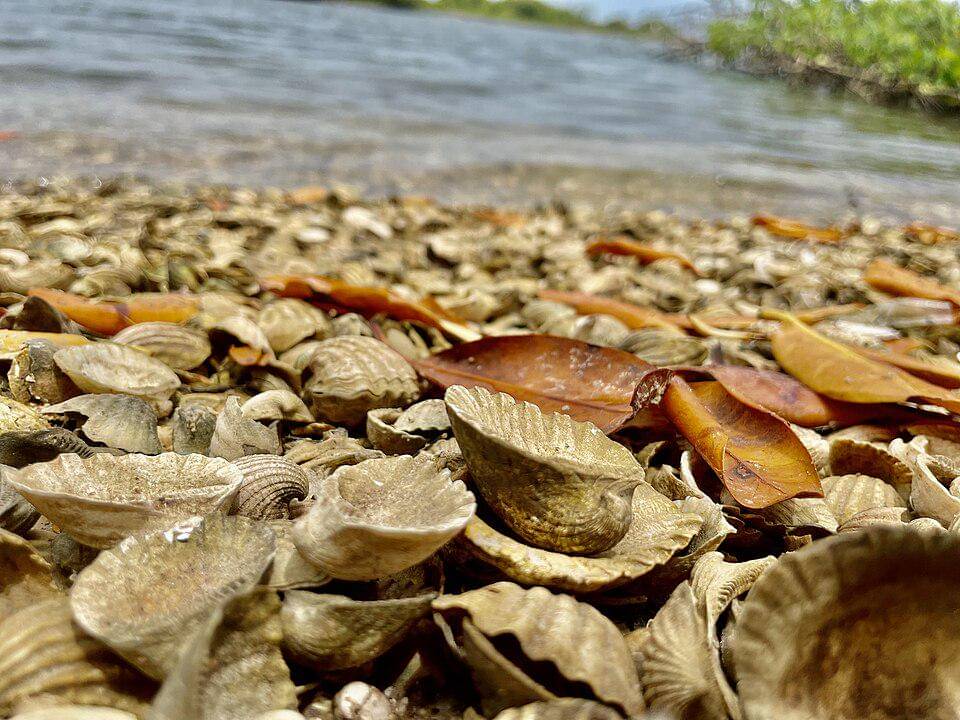 Potret Kerang di Pulau Fadiouth