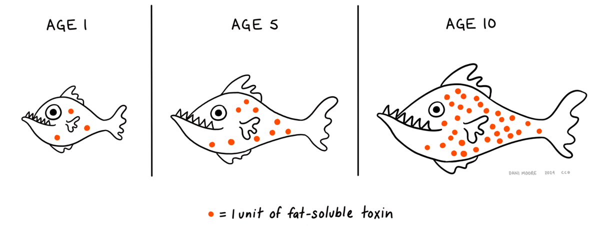 Diagram bioakumulasi