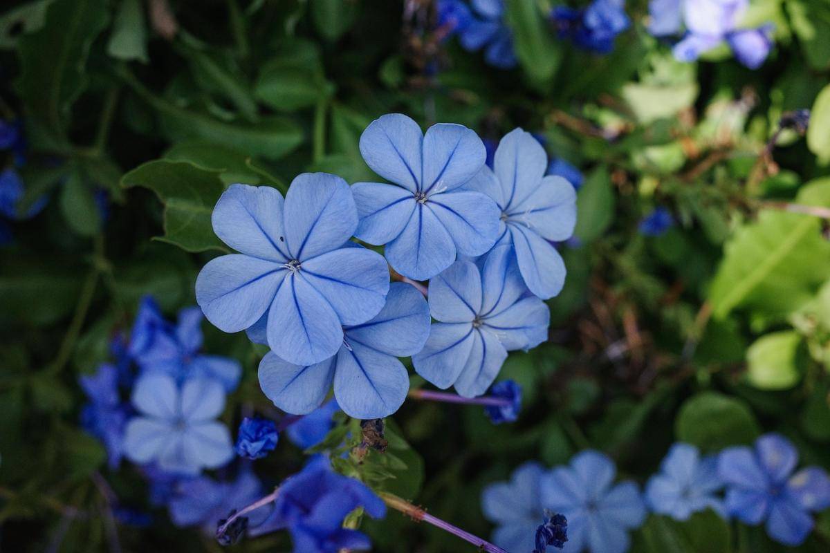 ilustrasi plumbago