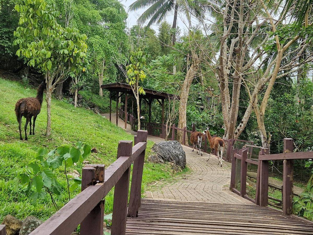 potret Cebu Safari & Adventure Park, Filipina