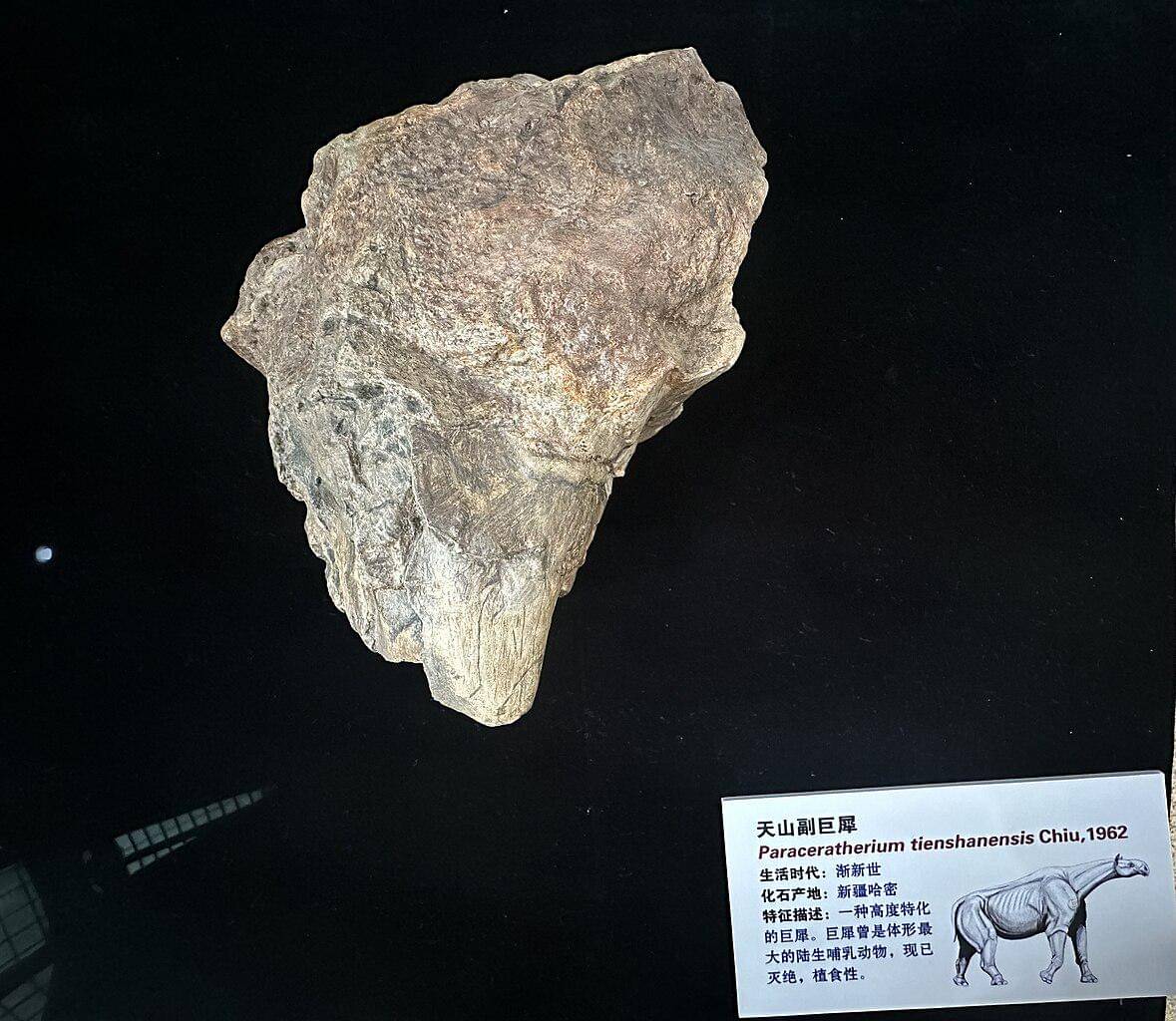Fosil paraceratherium