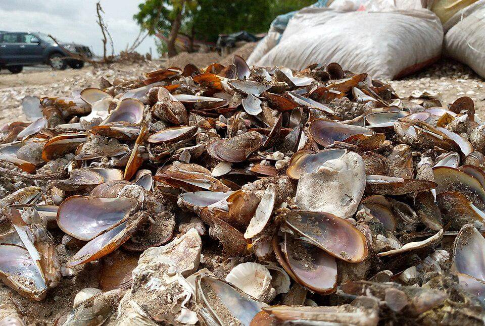 Potret Kerang di Pulau Fadiouth
