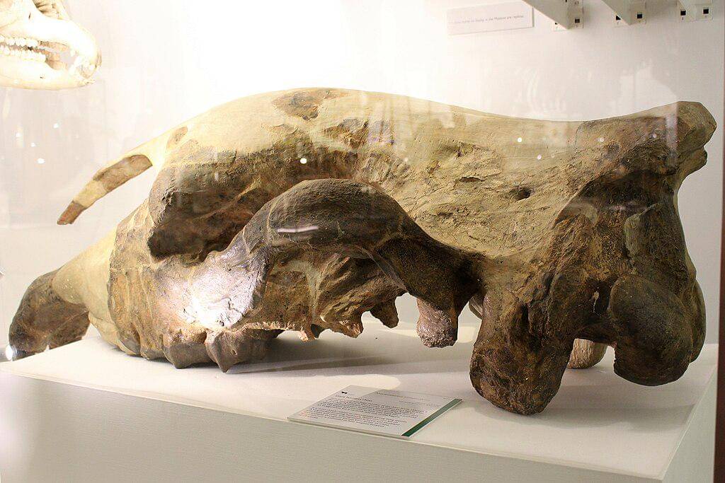 Fosil paraceratherium