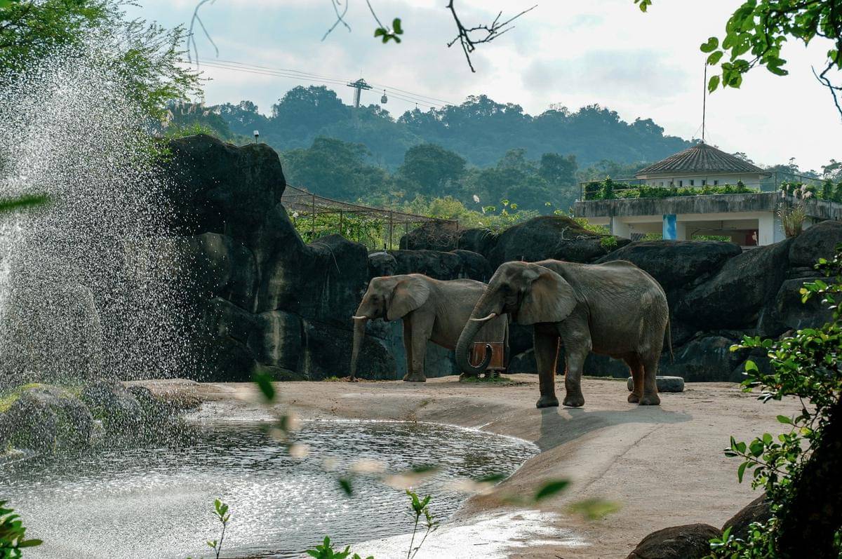 ilustrasi traveling ke kebun binatang