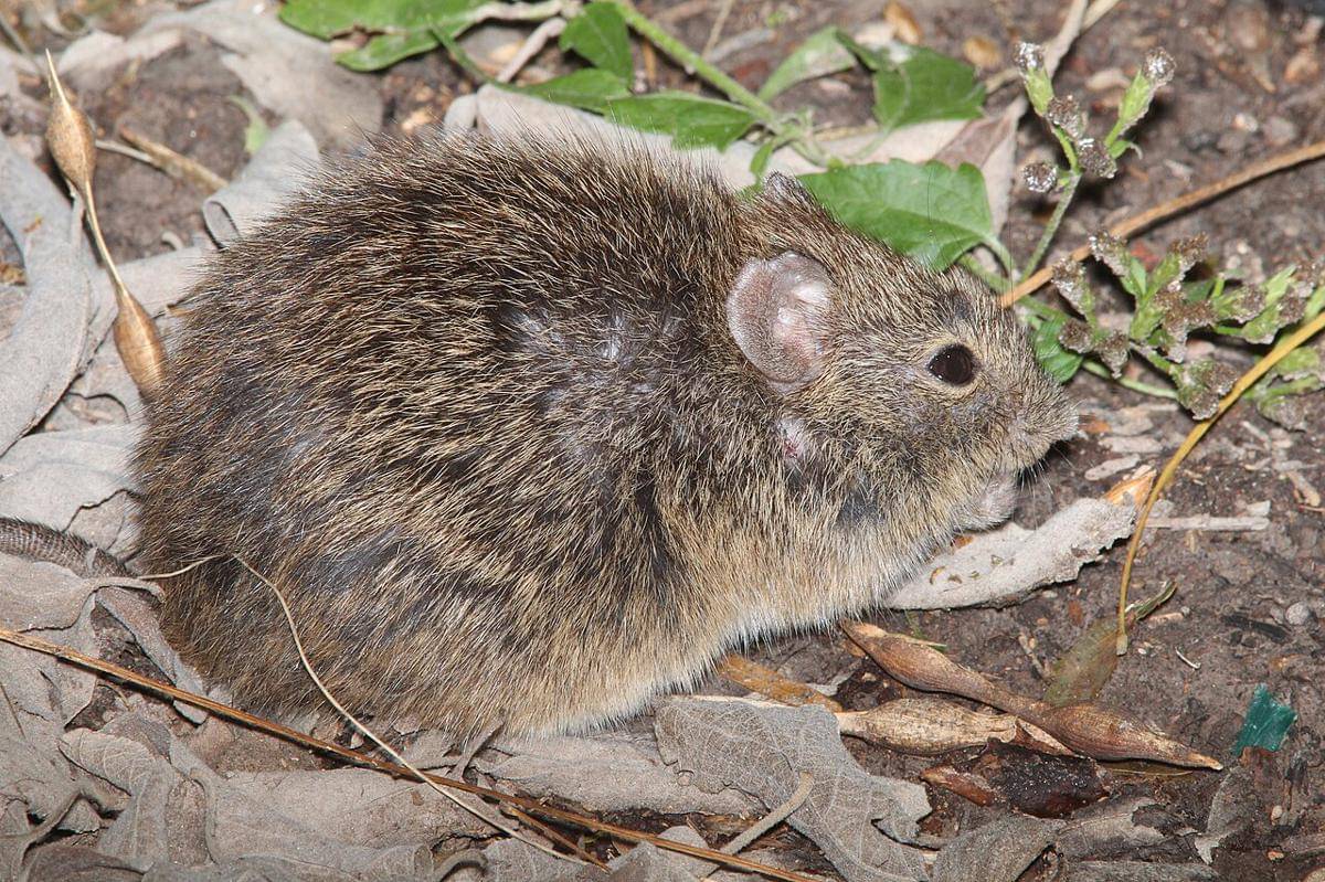 tikus kapas hispid