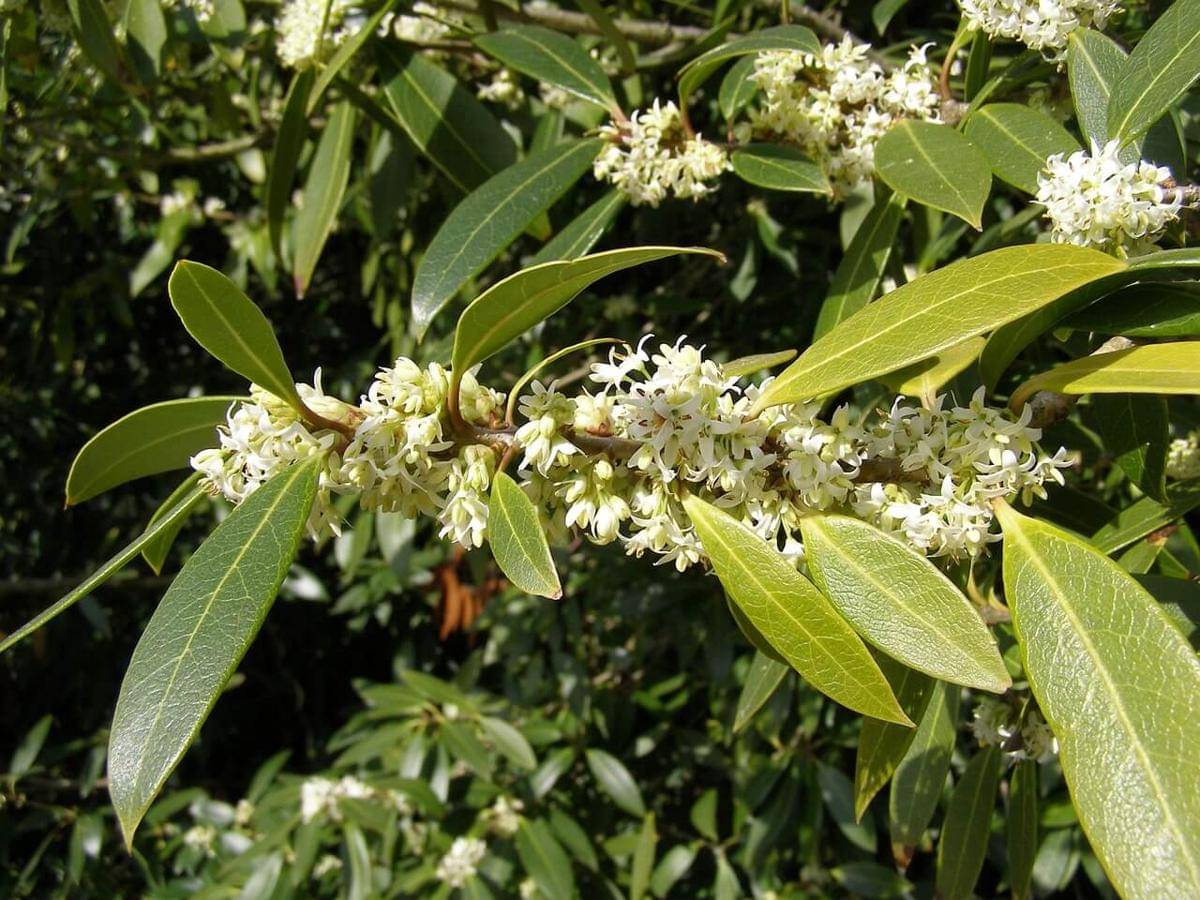 ilustrasi tanaman Osmanthus