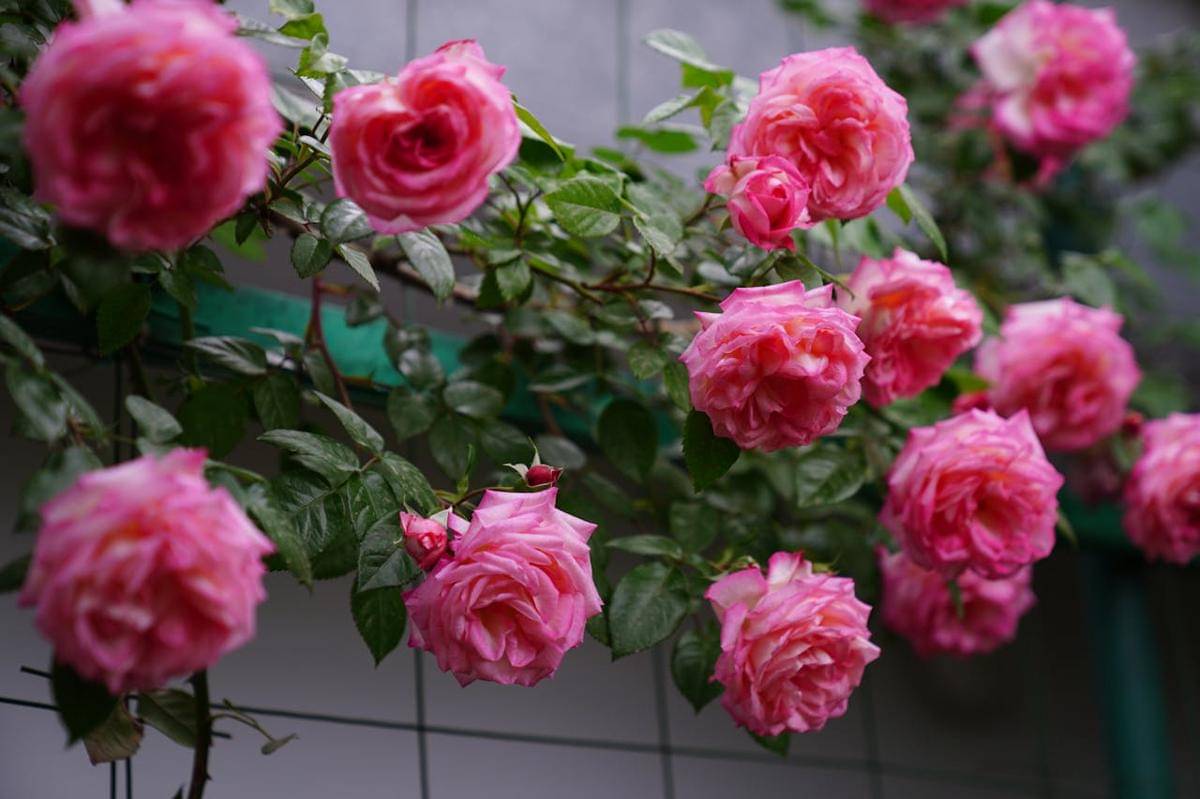 ilustrasi tanaman climbing roses atau mawar merambat
