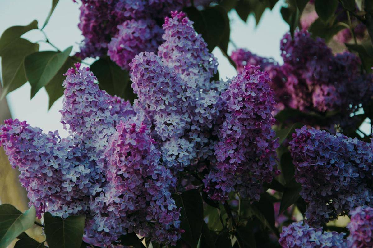 ilustrasi tanaman Lilac