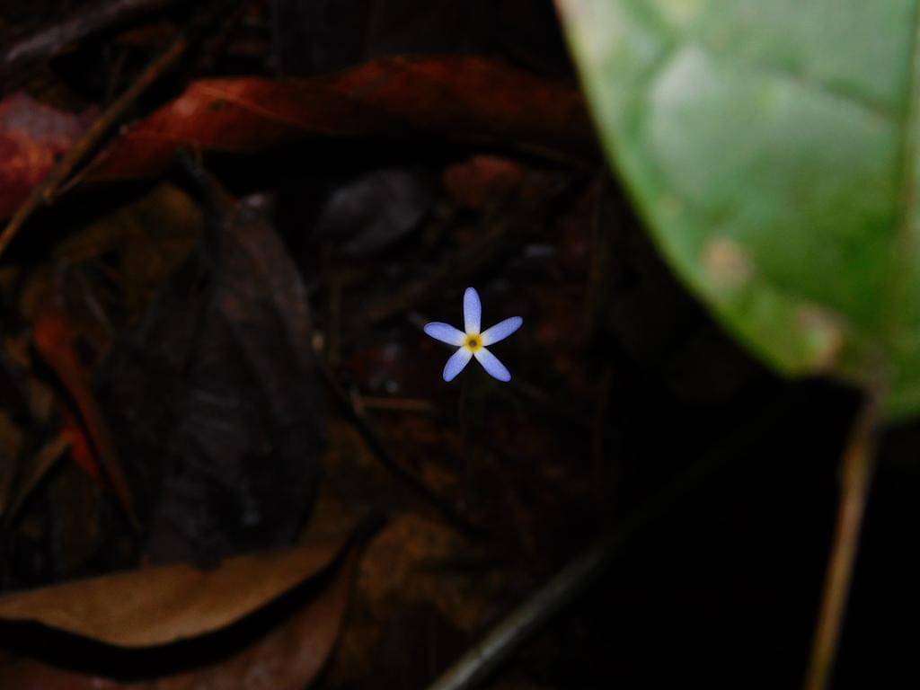 Voyria tenella