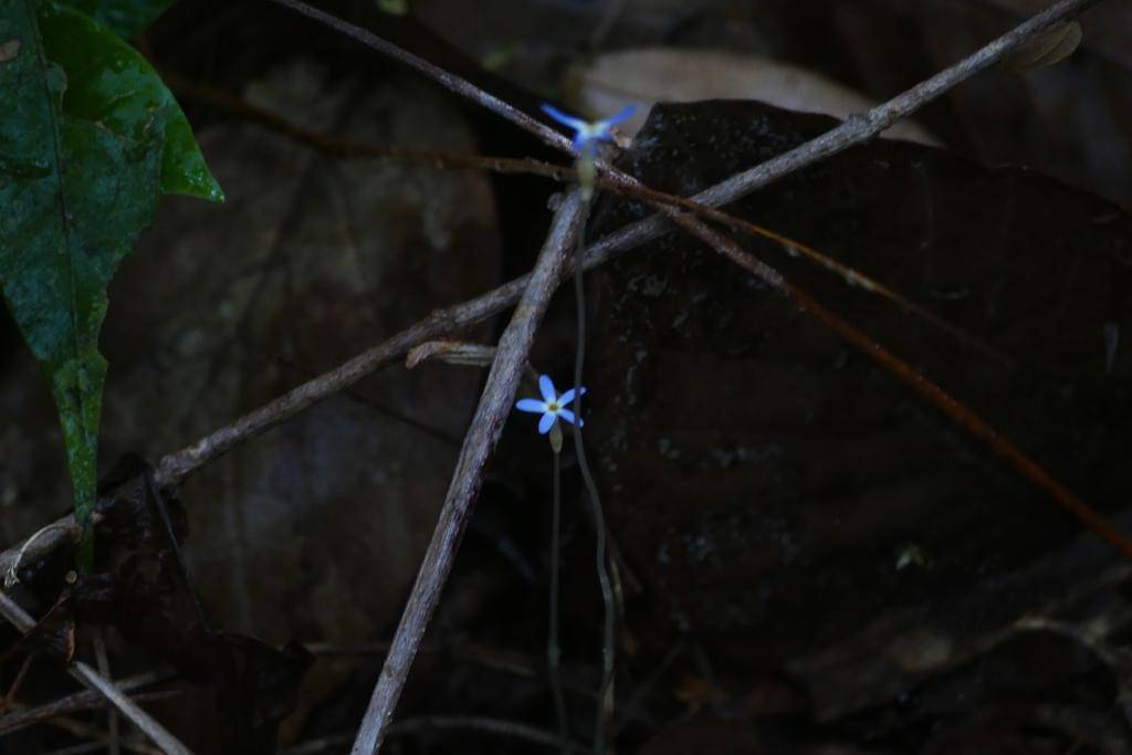 Voyria tenella
