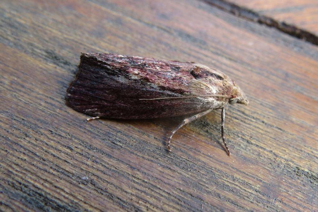 Galleria mellonella