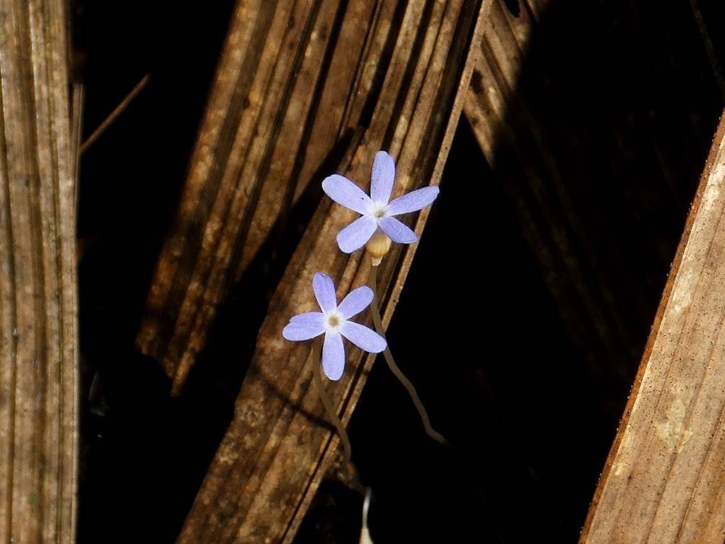 Voyria tenella