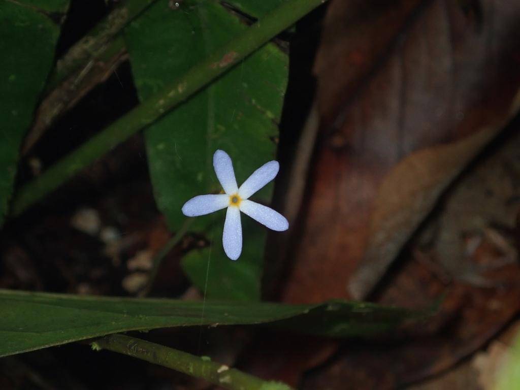 Voyria tenella