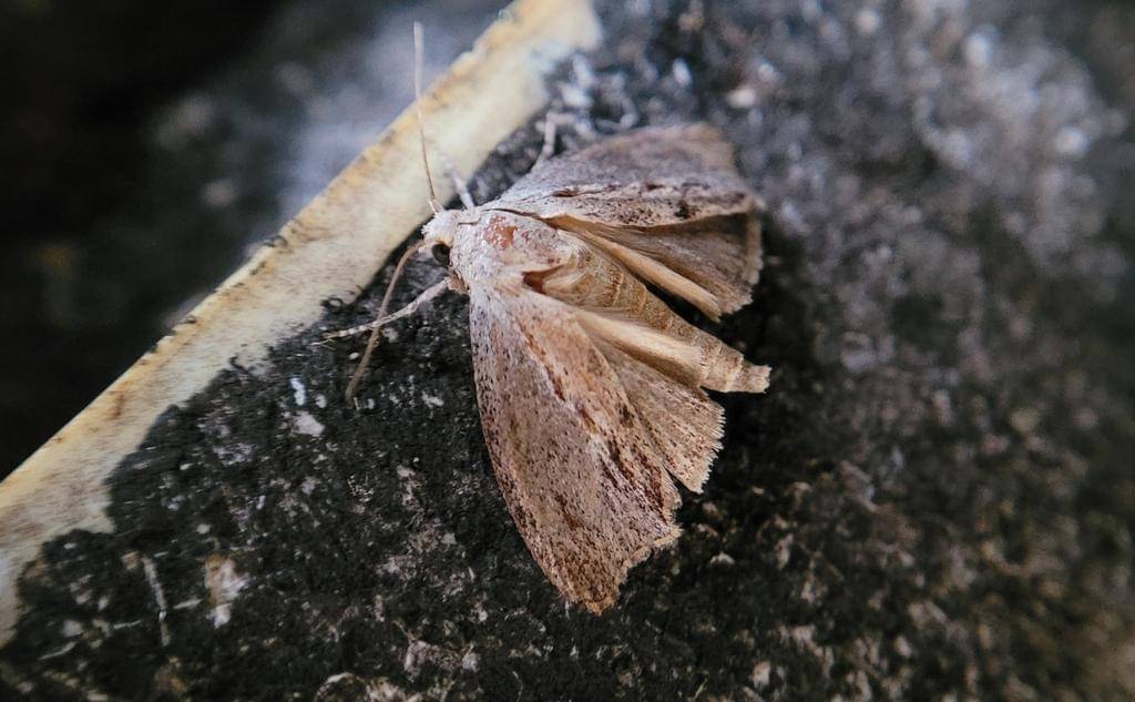 Galleria mellonella