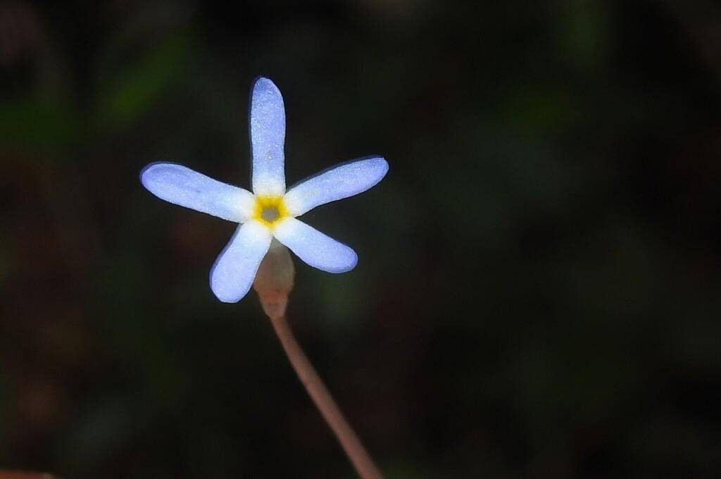 Voyria tenella