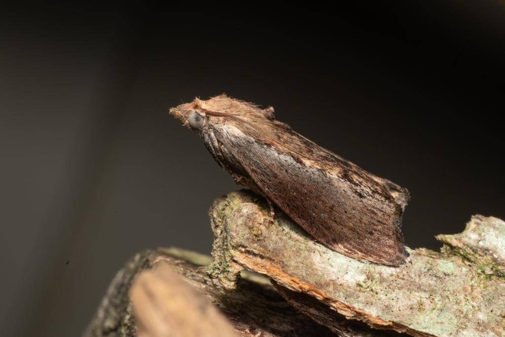 Galleria mellonella