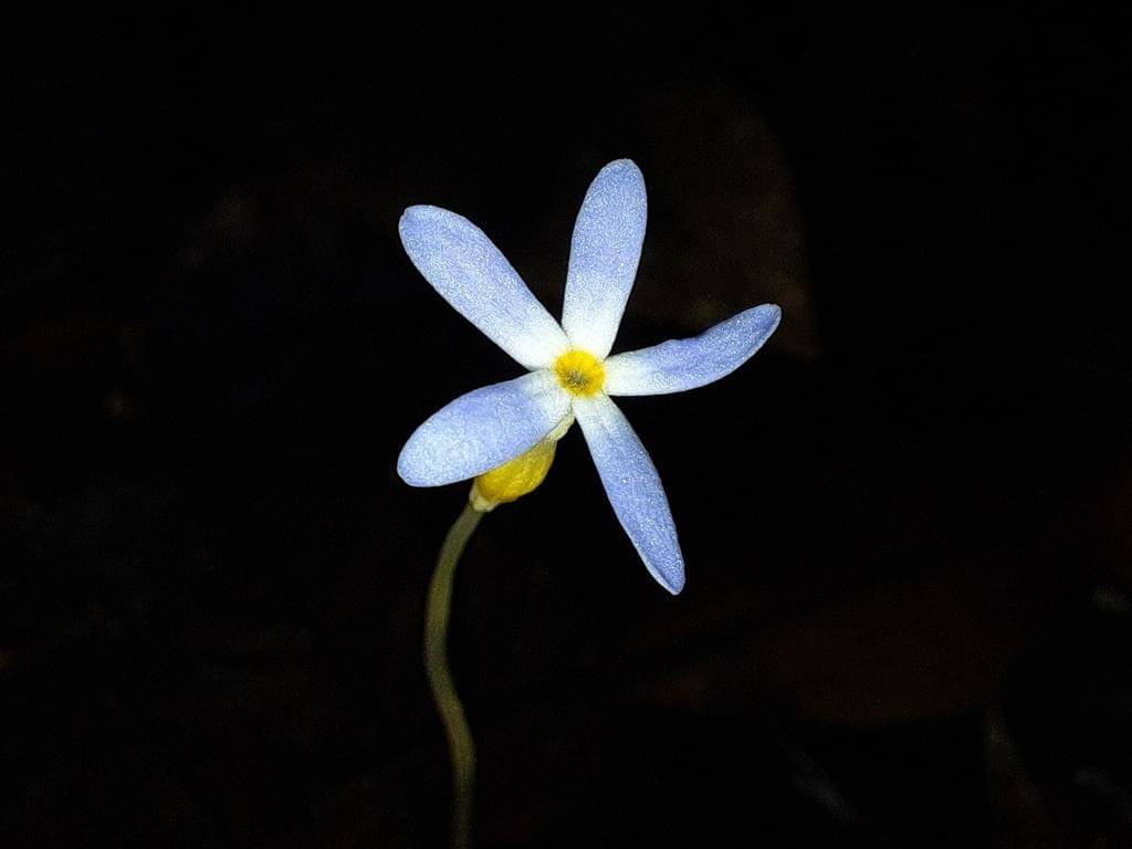 Voyria tenella