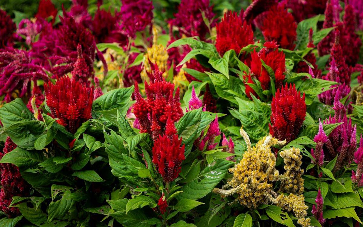 ilustrasi tanaman celosia