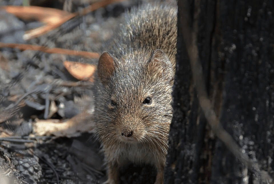 tikus kapas hispid