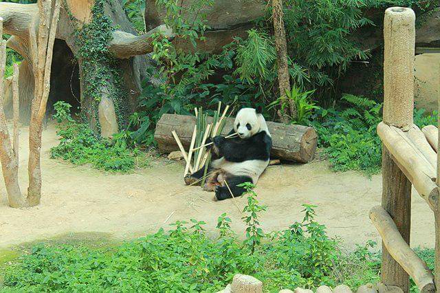 potret Zoo Negara, Malaysia