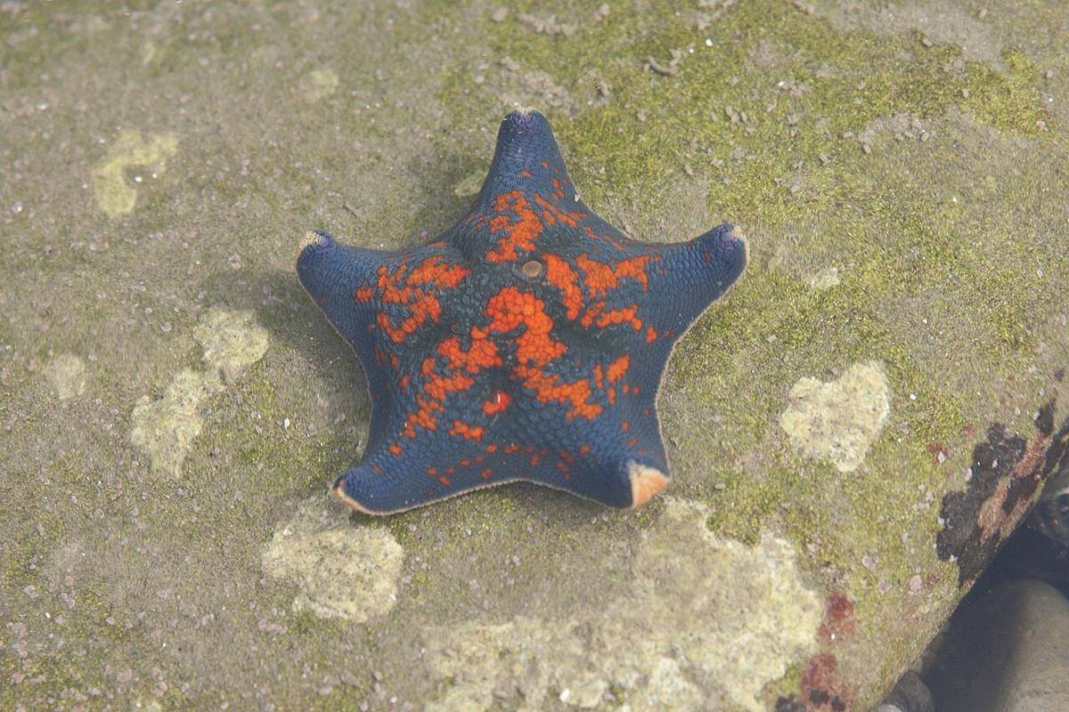 bintang laut kelelawar