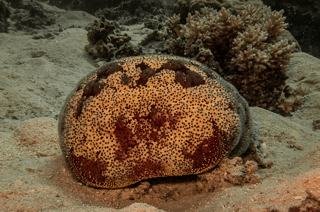bintang laut chusion