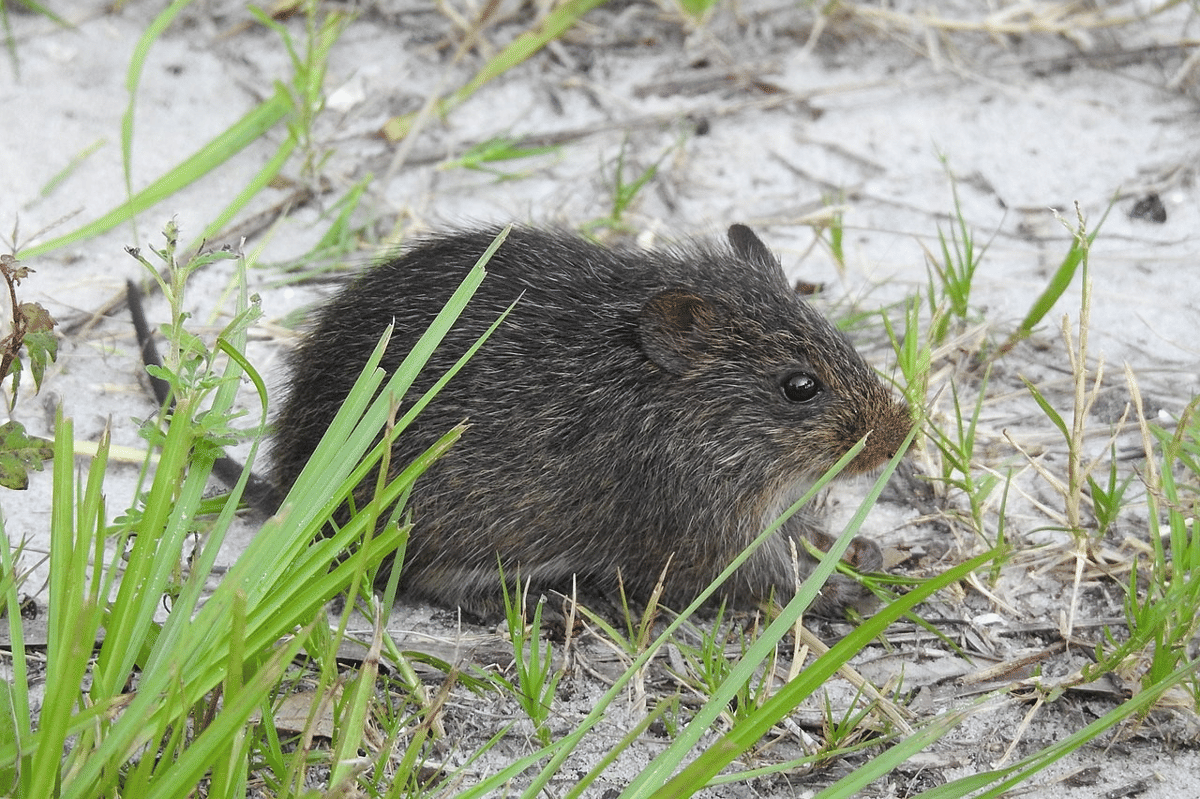tikus kapas hispid