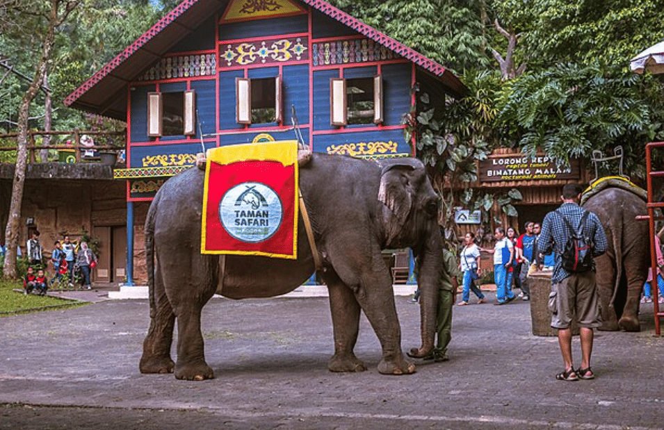 potret Taman Safari Bogor, Indonesia