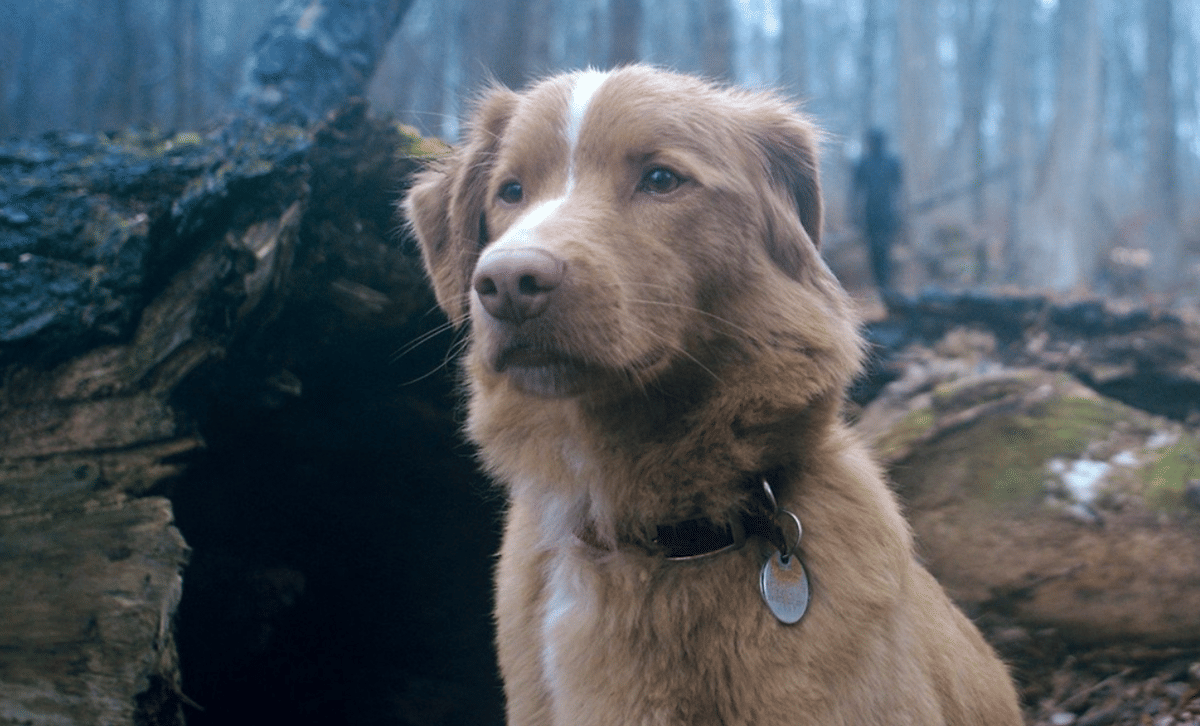 Good Boy