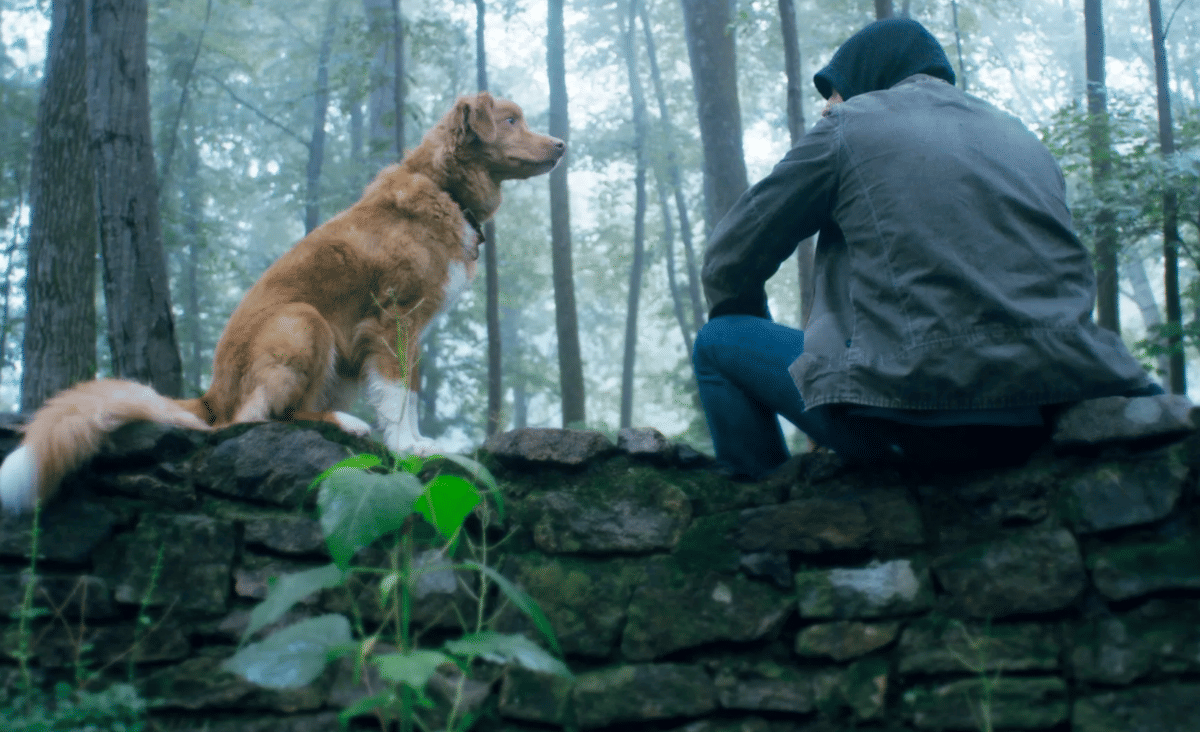 Good Boy