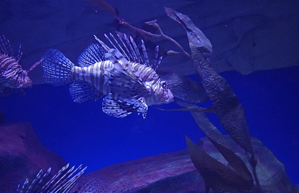 potret Ocean Park, Hong Kong