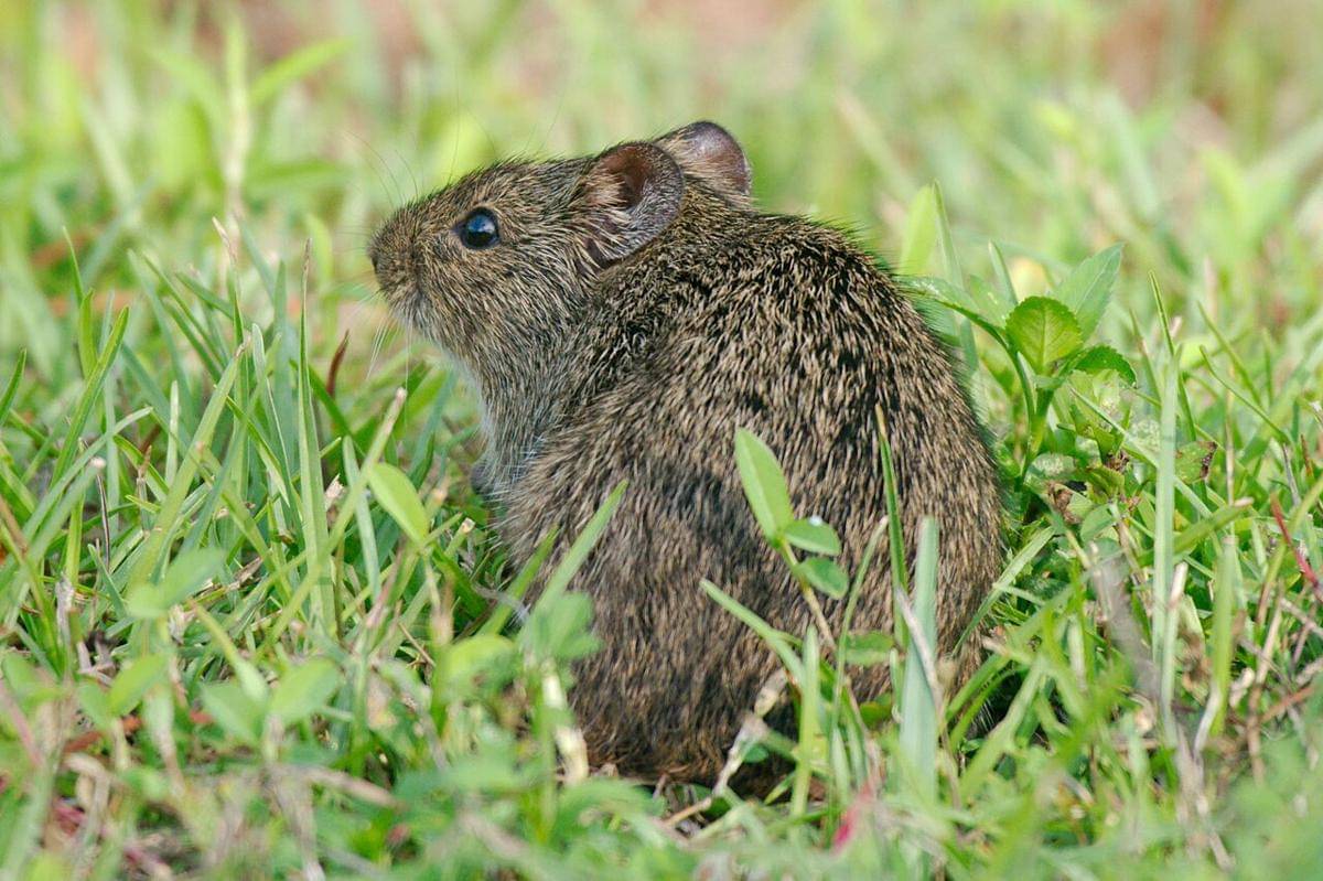 tikus kapas hispid