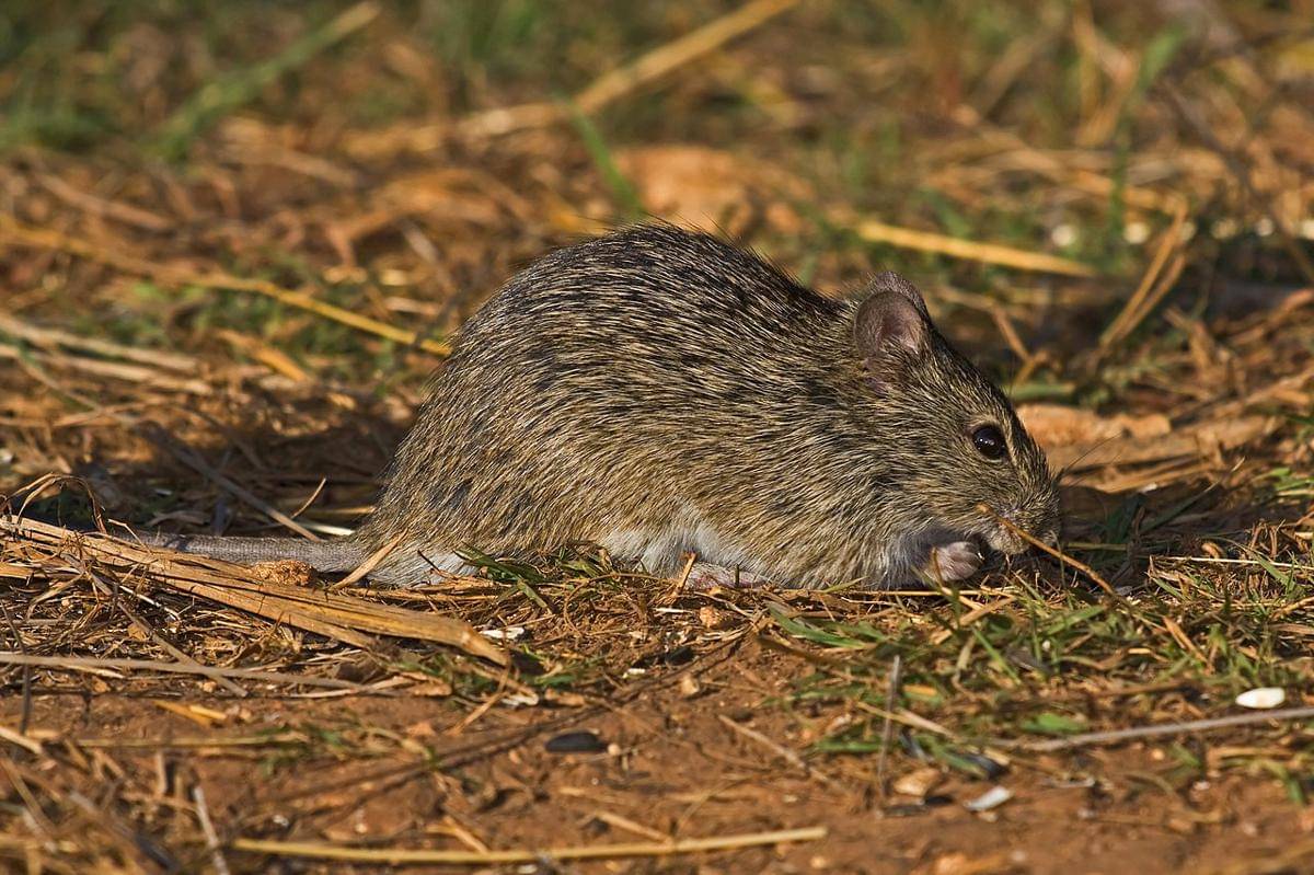 tikus kapas hispid