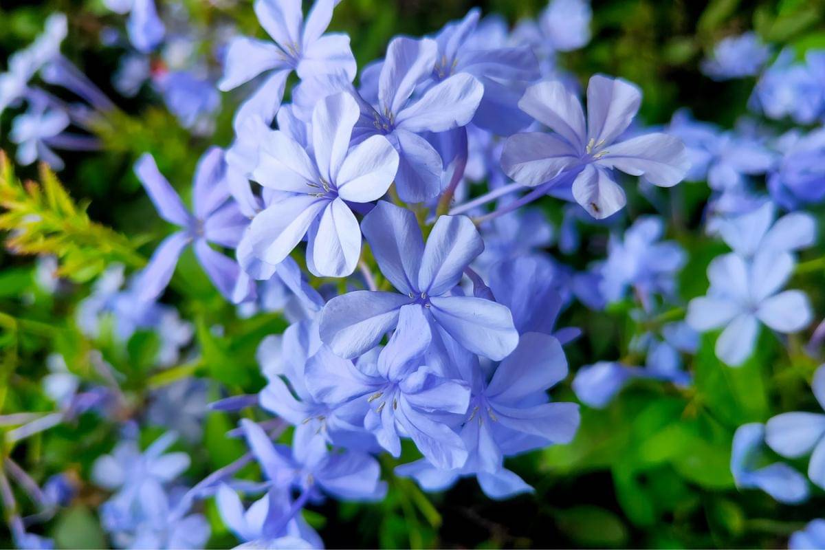 ilustrasi plumbago 