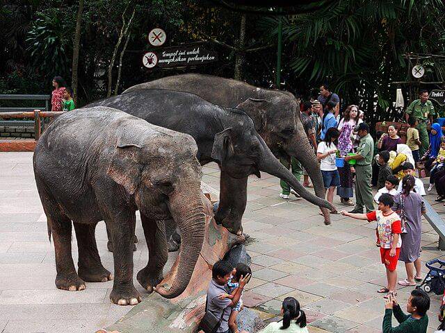 potret Taman Safari Bogor, Indonesia