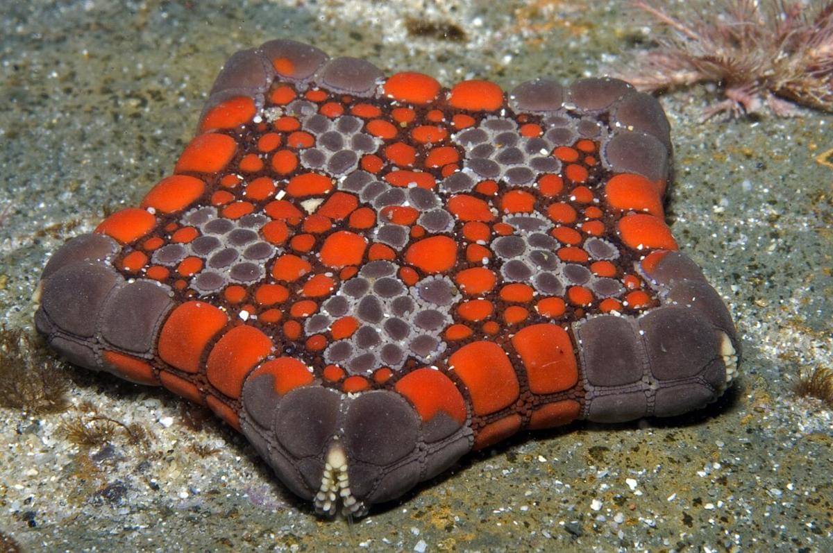 bintang laut biskuit