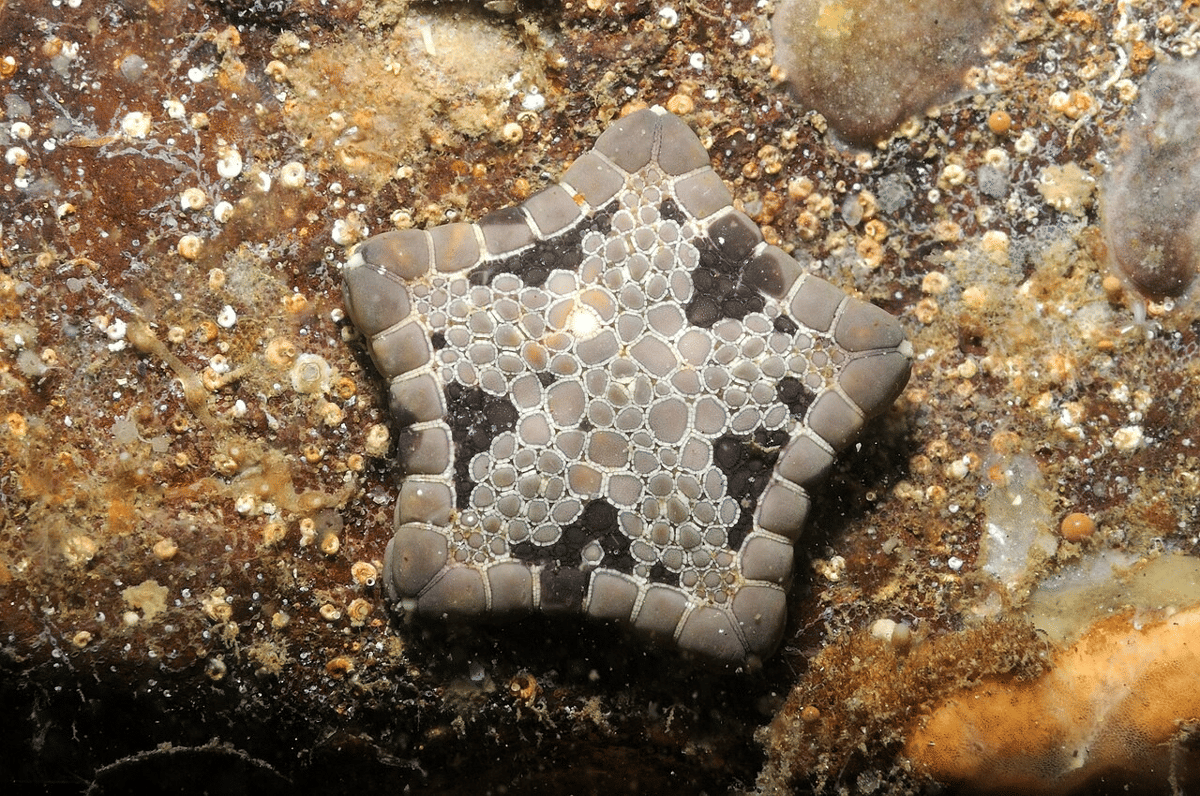 bintang laut biskuit