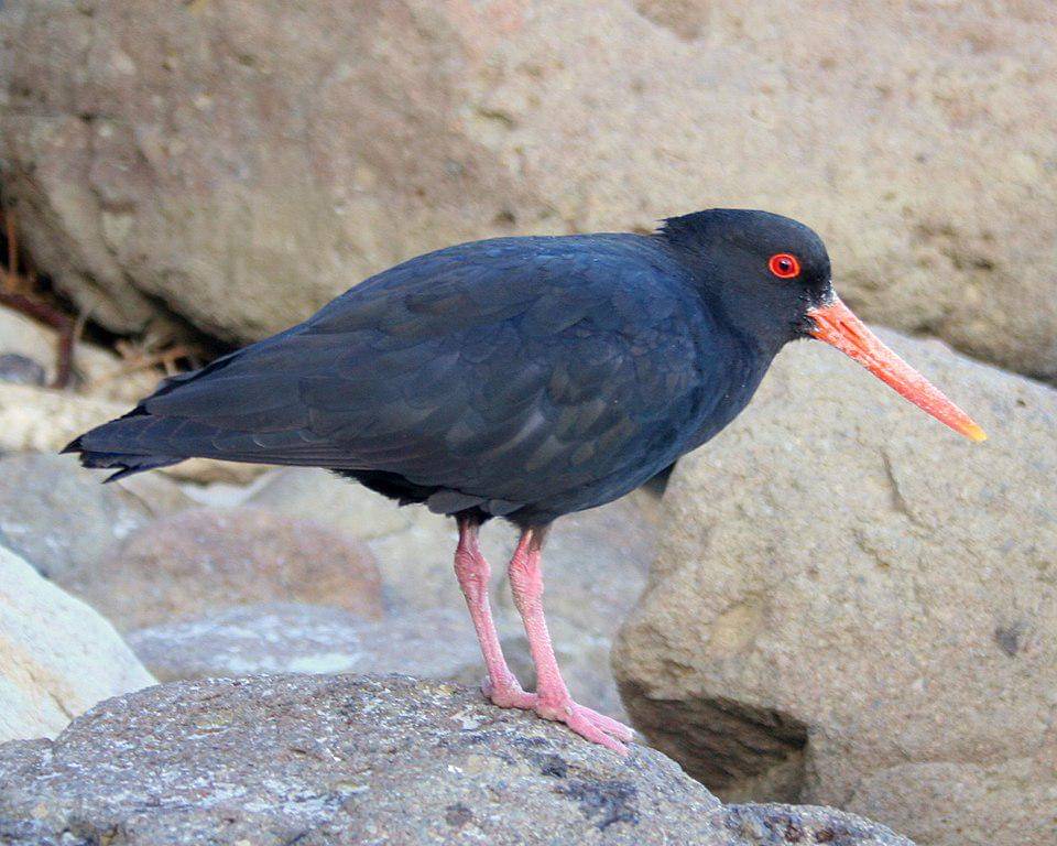 Burung tiram hitam