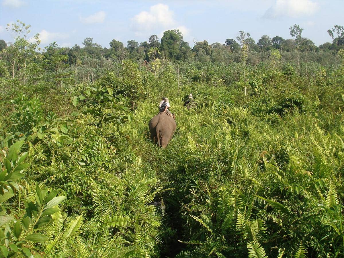 Gajah Sumatra (Elephas maximus sumatranus) di Taman Nasional Tesso Nilo, Kabupaten Pelalawan, Provinsi Riau