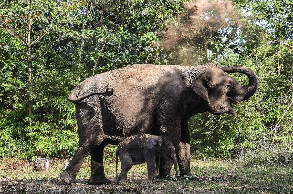 Gajah Sumatra (Elephas maximus sumatranus) di Taman Nasional Tesso Nilo, Kabupaten Pelalawan, Provinsi Riau