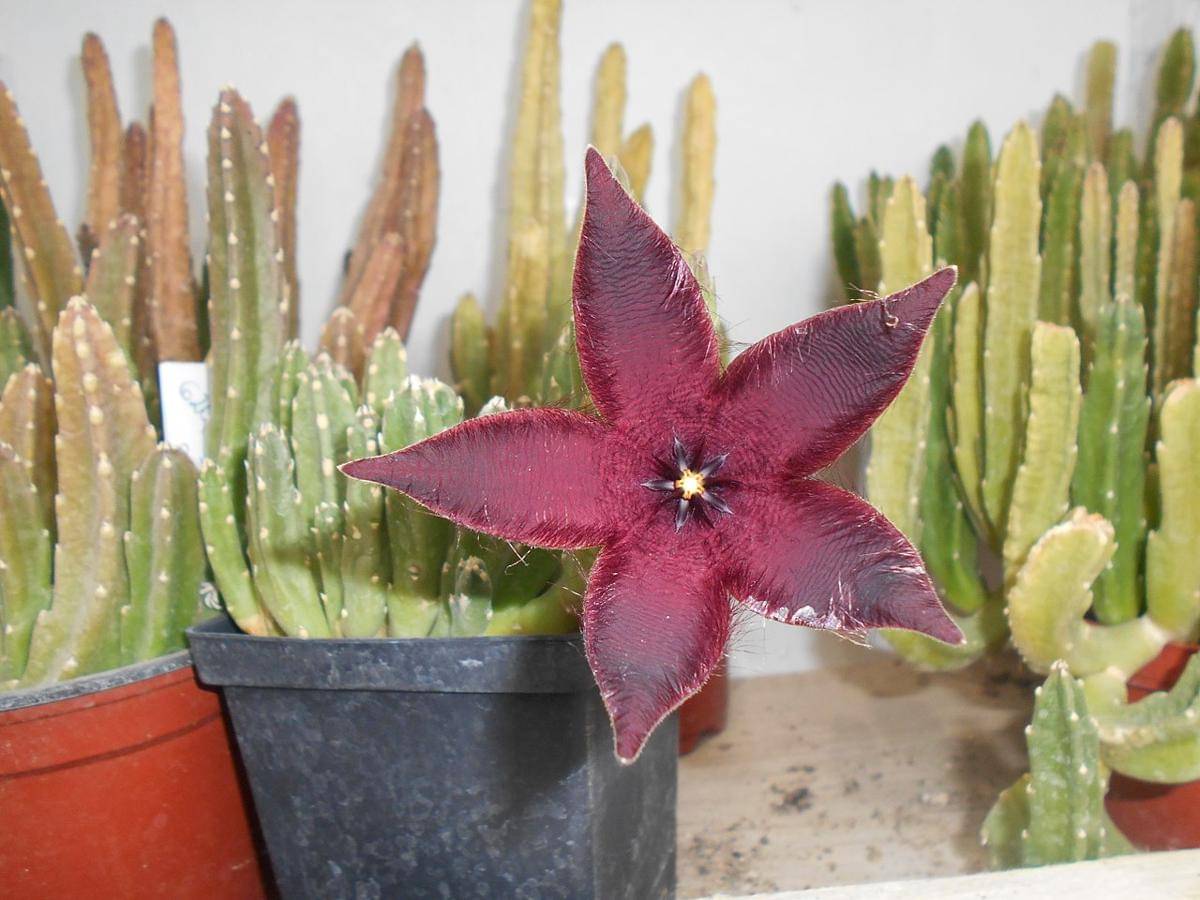starfish cactus