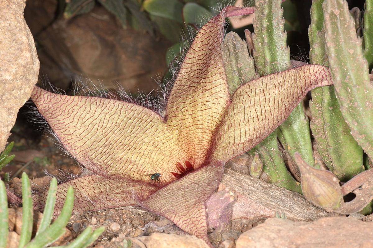 starfish cactus