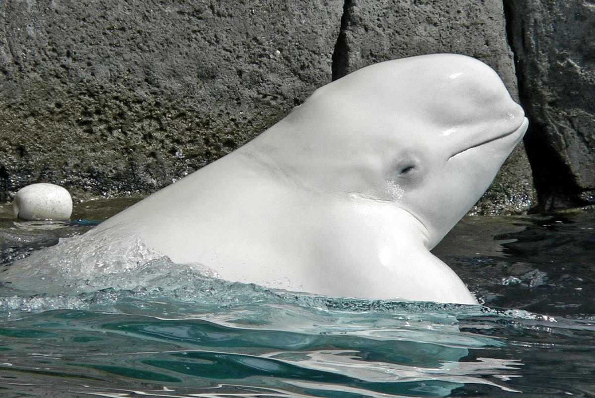 paus beluga