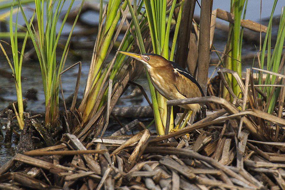 bambangan kerdil di habitat asli