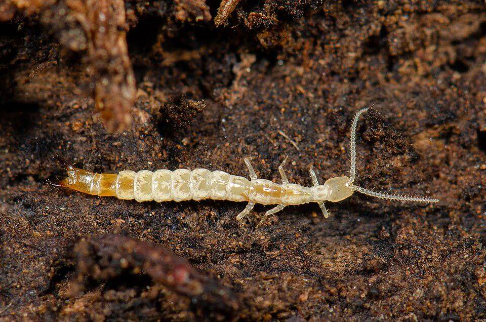 Diplura